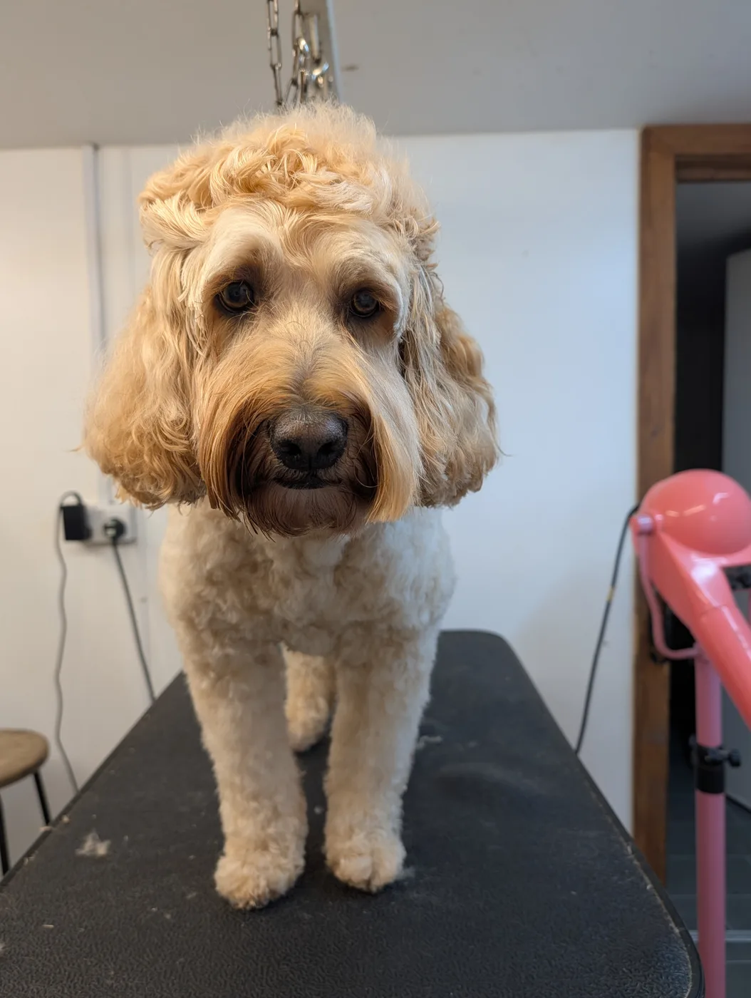 A freshly groomed Cockapoo at SJ’s Rebarkable