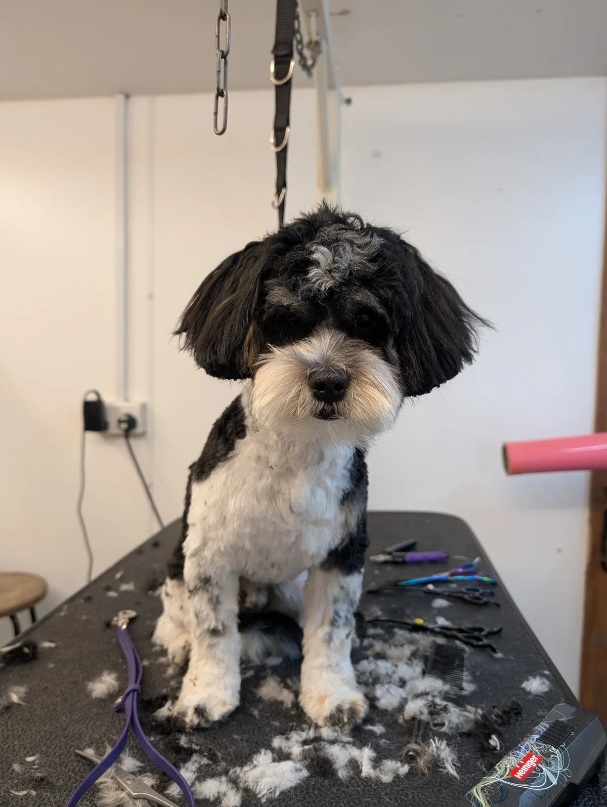 A groomed dog at SJ’s Rebarkable