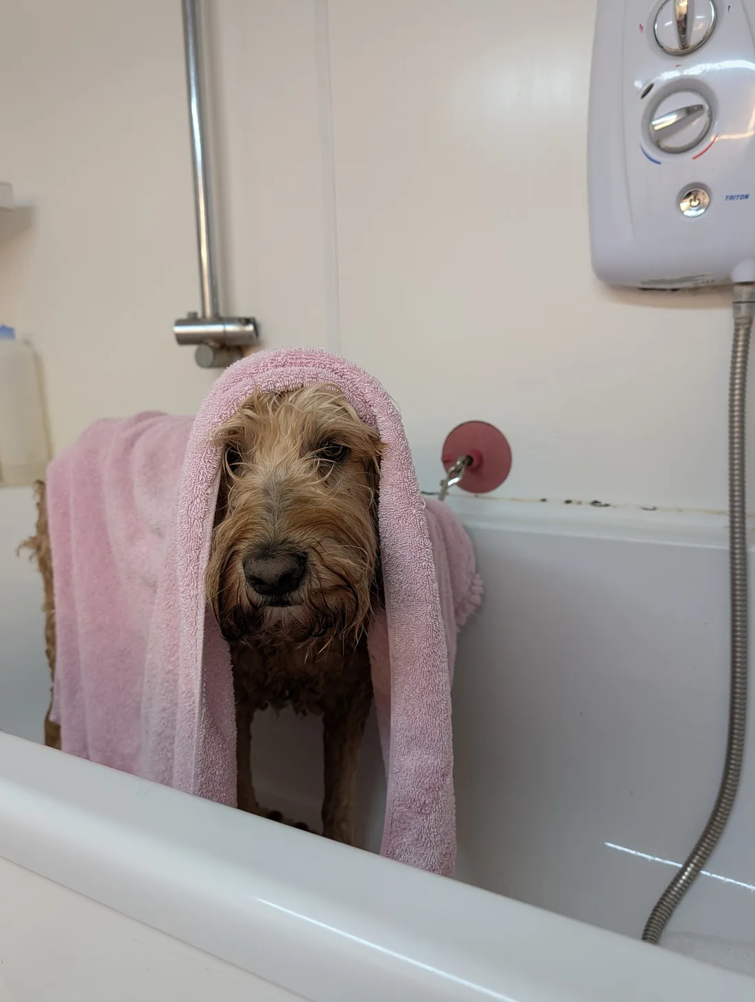 A dog being bathed at SJ’s Rebarkable