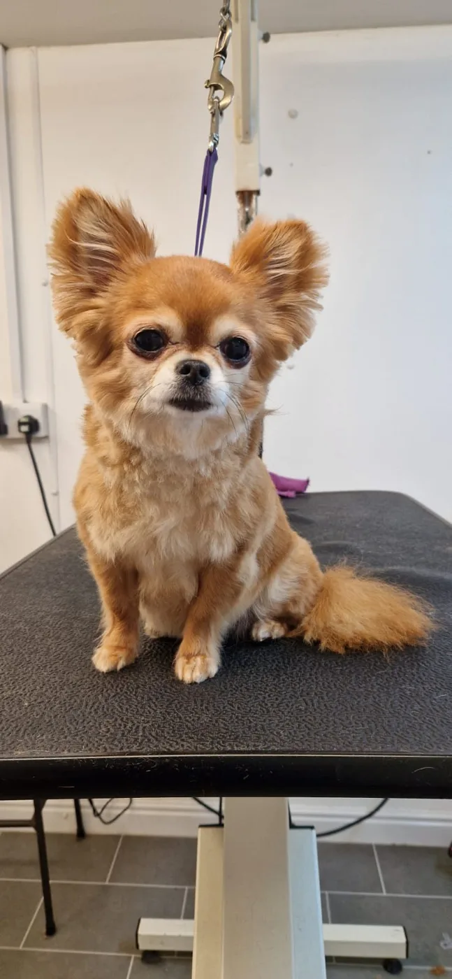 A long-haired chihuahua sitting on the grooming table