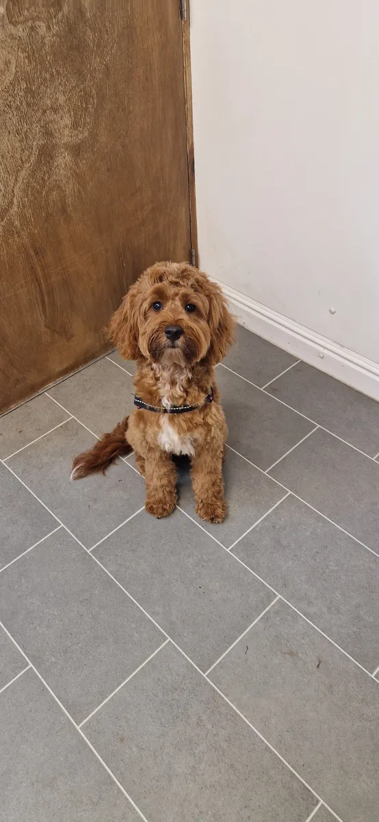 A red cockapoo sitting neatly on the salon floor