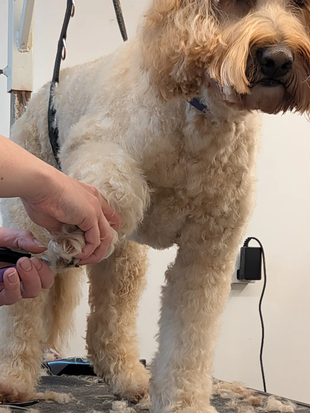 Sarah gently holding a fluffy dog’s paw to trim its nails