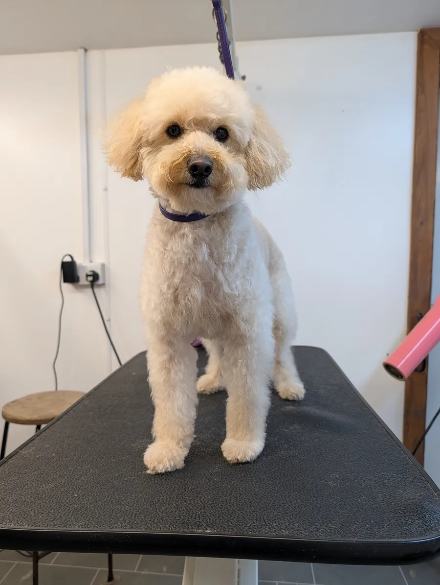 A black and white roan spaniel after grooming